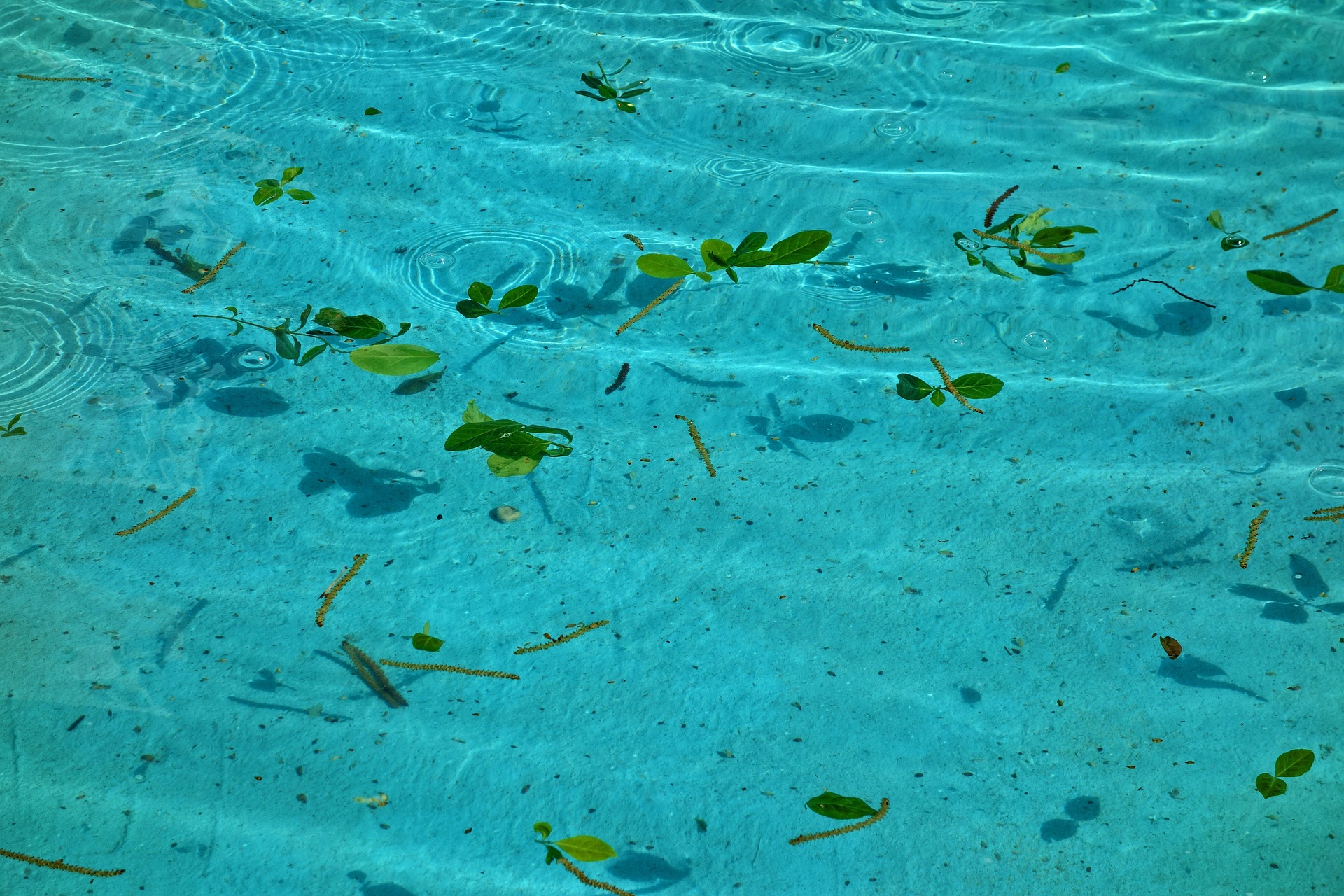 Piscina con agua estancada o en necesidad de mantenimiento